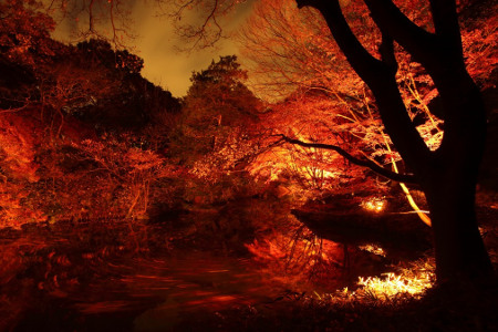 六義園「紅葉と大名庭園のライトアップ」