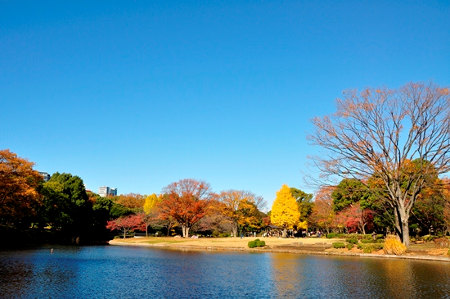 人気紅葉スポット 北の丸公園 Sagaswhat Tokyo 東京を楽しむことが簡単に見つかる