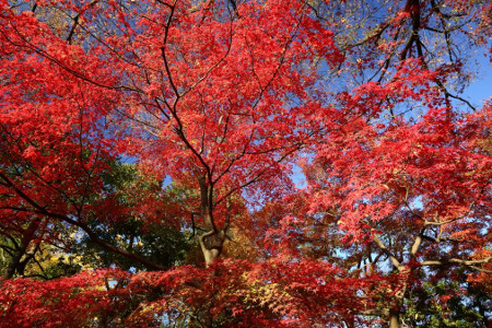 ≪人気紅葉スポット≫ 小石川後楽園