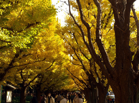 ≪人気紅葉スポット≫ 明治神宮外苑