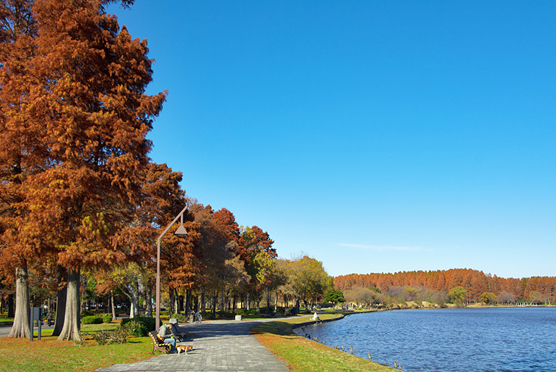 ≪人気紅葉スポット≫ 水元公園