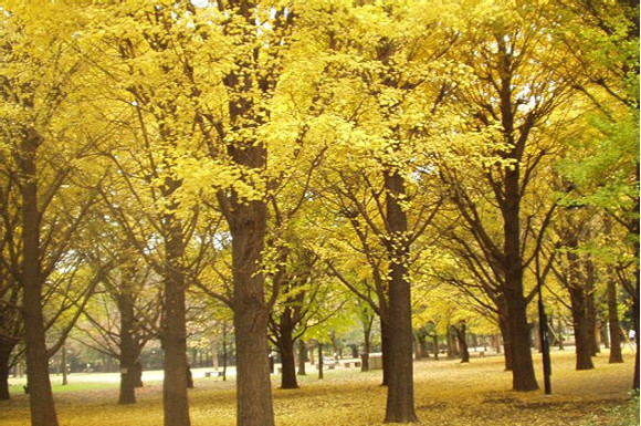 ≪人気紅葉スポット≫ 蘆花恒春園