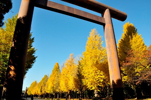 ≪人気紅葉スポット≫ 靖國神社（靖国神社） | SagasWhat TOKYO - 東京を楽しむことが簡単に見つかる