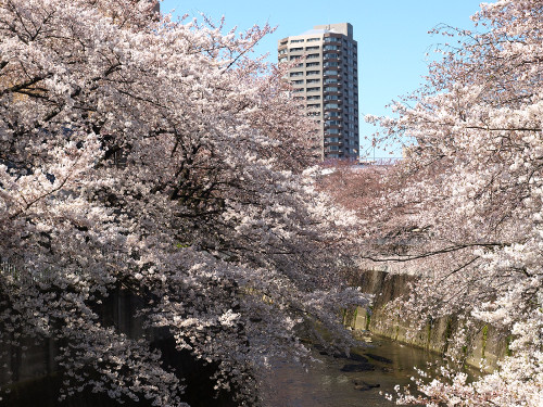人気花見スポット 江戸川公園 Sagaswhat Tokyo 東京を楽しむことが簡単に見つかる