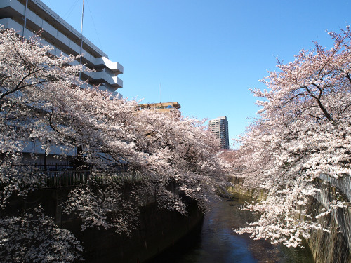 人気花見スポット 江戸川公園 Sagaswhat Tokyo 東京を楽しむことが簡単に見つかる