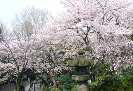 ≪人気花見スポット≫ 上野恩賜公園  SagasWhat TOKYO - 東京を楽しむ 