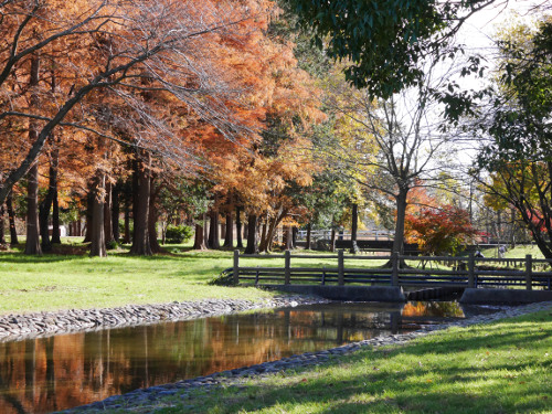 ≪人気紅葉スポット≫ 水元公園
