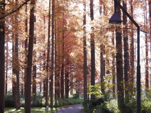 ≪人気紅葉スポット≫ 水元公園