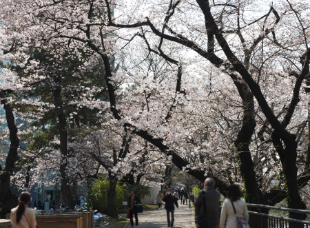 人気花見スポット 外濠公園 Sagaswhat Tokyo 東京を楽しむことが簡単に見つかる
