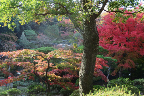 ≪人気紅葉スポット≫ 旧古河庭園