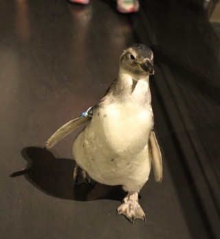 Source: Sumida Aquarium "Taiko" penguin walk last year