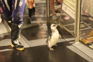 Sumida Penguin Week