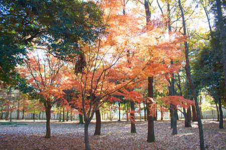 ≪Famous Autumn Foliage Spots≫ Fuchuunomori Park