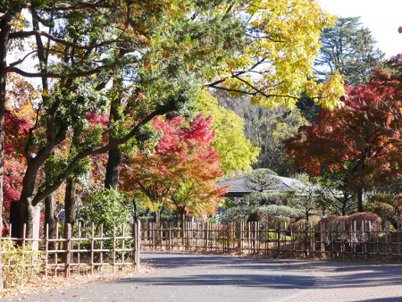 ≪Famous Autumn Foliage Spots≫ Fuchuunomori Park
