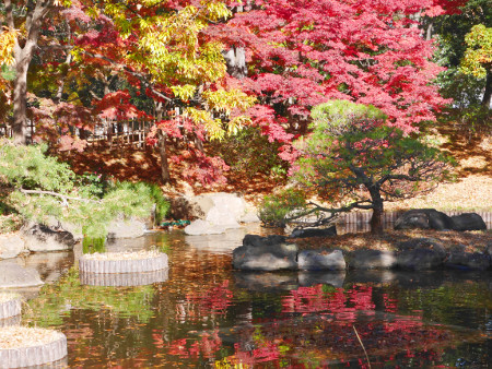 ≪Famous Autumn Foliage Spots≫ Fuchuunomori Park