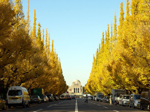 Jingugaien Ginkgo Festival