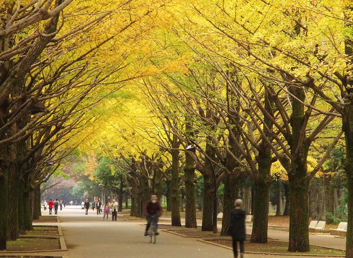 ≪Famous Autumn Foliage Spots≫ Hikarigaoka Park