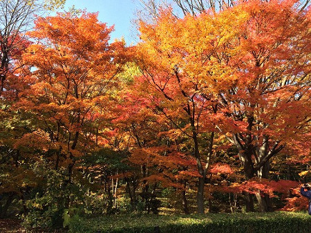 ≪Famous Autumn Foliage Spots≫ Kitanomaru Park