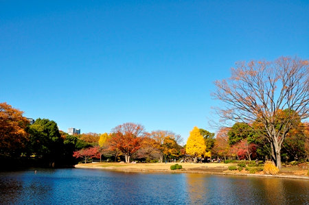≪Autumn Foliage Spots≫ Kitanomaru Park