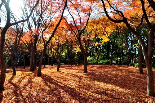 ≪Famous Autumn Foliage Spots≫ Kitanomaru Park
