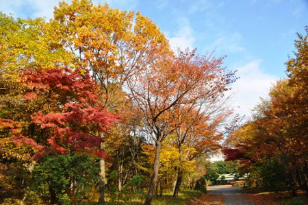 ≪Famous Autumn Foliage Spots≫ The East Gardens of the Imperial Palace