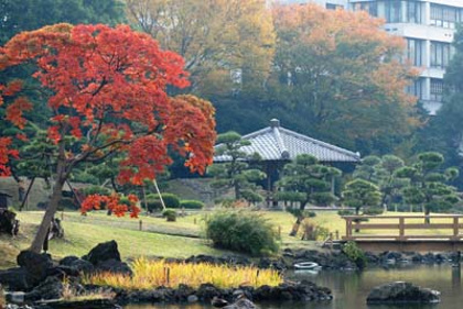 ≪Famous Autumn Foliage Spots≫ Kyu-Shiba-rikyu Gardens