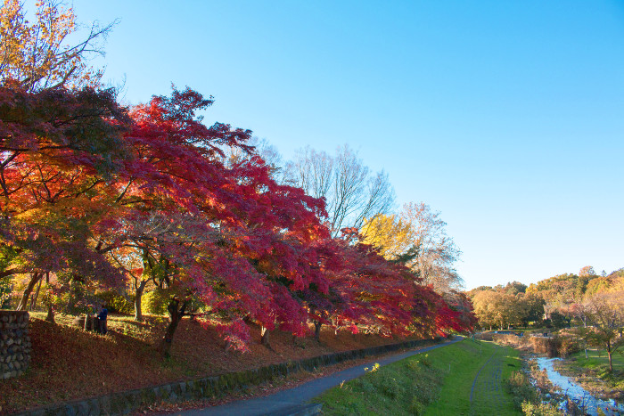 ≪Famous Autumn Foliage Spots≫ Musashino Park