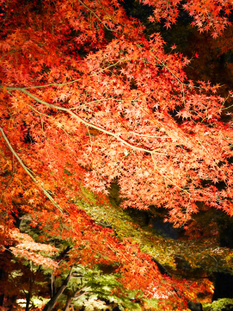 Otaguro park Autumn Foliage Light-up
