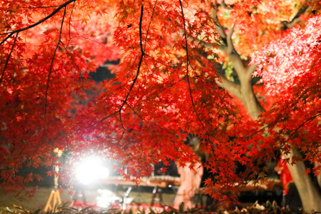 Otaguro park Autumn Foliage Light-up