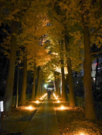 Autumn Evening Illumination at Otaguro park