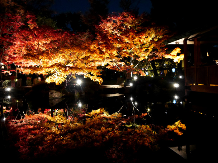 Autumn Evening Illumination at Otaguro park