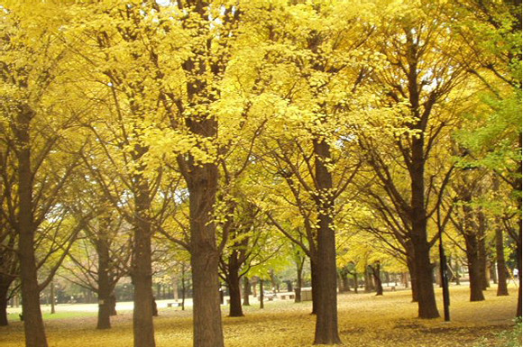 ≪Autumn Foliage Spots≫ Roka Koshun-en Park