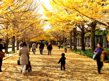 ≪Famous Autumn Foliage Spots≫ Showa Kinen Park