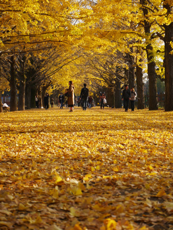 ≪Famous Autumn Foliage Spots≫ Showa Kinen Park