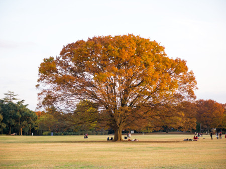 ≪Famous Autumn Foliage Spots≫ Showa Kinen Park