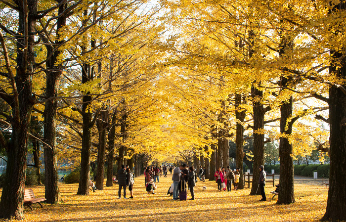 ≪Famous Autumn Foliage Spots≫ Showa Kinen Park