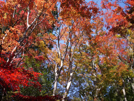 ≪Famous Autumn Foliage Spots≫ Mt. Takao