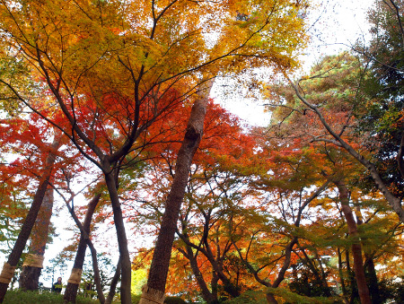 ≪Autumn Foliage Spots≫ Tonogayato Gardens