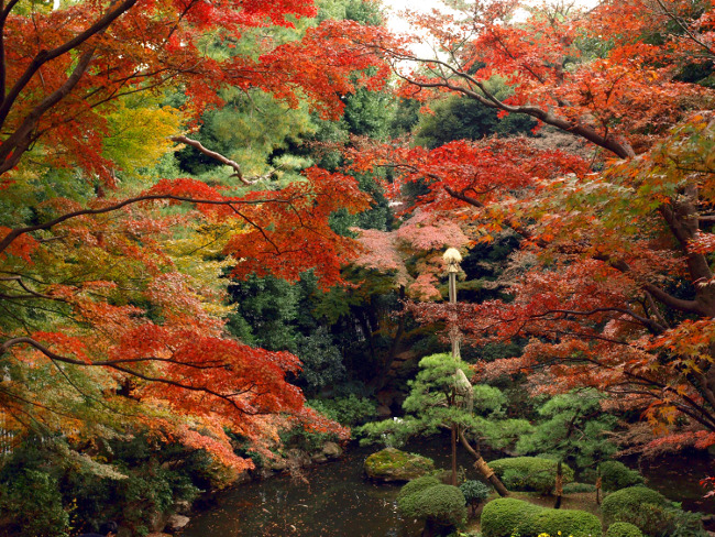 ≪Autumn Foliage Spots≫ Tonogayato Gardens