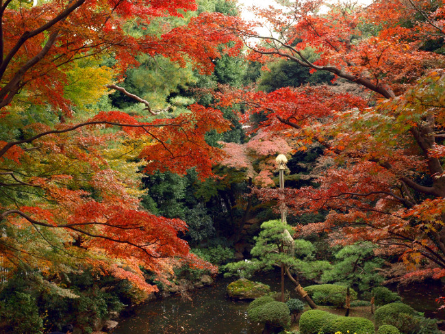 ≪Autumn Leaves Viewing Spot≫ Tonogayato Gardens | SagasWhat TOKYO ...