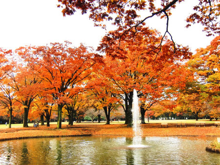 ≪Autumn Foliage Spots≫ Yoyogi Park