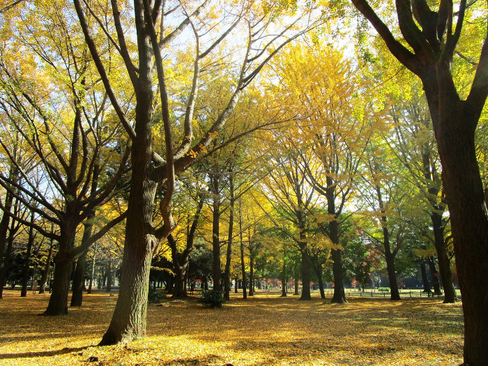 ≪Autumn Foliage Spots≫ Yoyogi Park
