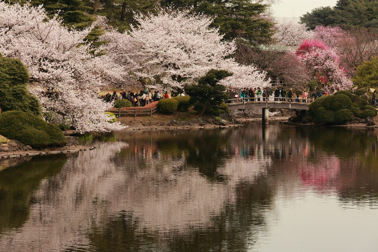 Cherry Blossom Spots Shinjuku Gyoen National Garden Sagaswhat Tokyo Find The Best Time For Fun Sagaswhat Tokyo Find The Best Time For Fun