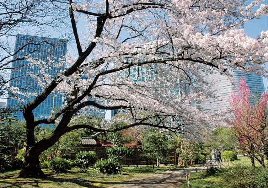 Cherry Blossom Spots Hama Rikyu Gardens Sagaswhat Tokyo