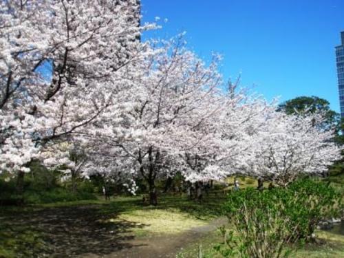 Cherry Blossom Spots Kyu Shiba Rikyu Gardens Sagaswhat Tokyo