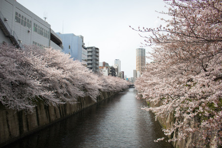 ≪Cherry Blossom Spots≫ Meguro River