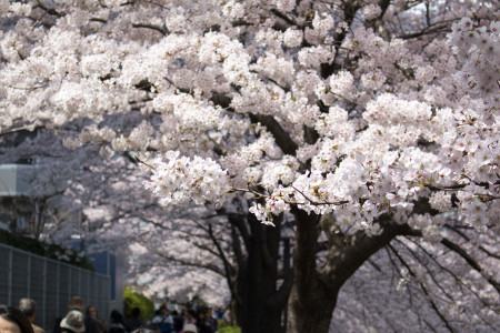 ≪Cherry Blossom Spots≫ Meguro River