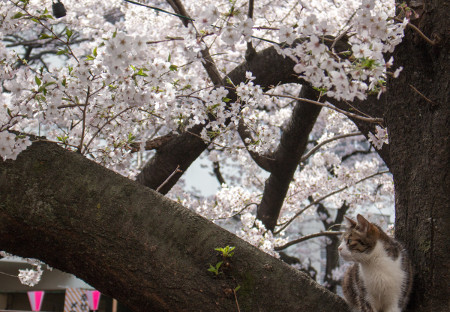 ≪Cherry Blossom Spots≫ Meguro River