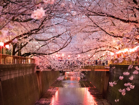 ≪Cherry Blossom Spots≫ Meguro River