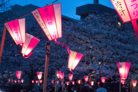 ≪Cherry Blossom Spots≫ Meguro River